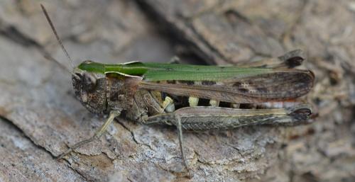 Réf. 352 442 : Omocestus rufipes